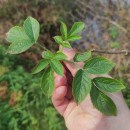 Sambucus nigra L.Sambucus nigra L.