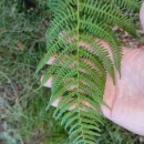 Athyrium filix-femina (L.) RothAthyrium filix-femina (L.) Roth