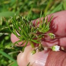 Spergula arvensis L.Spergula arvensis L.