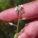 Myosotis ramosissima Rochel subsp. gracillima (Loscos & J. Pardo) Rivas Mart.Myosotis ramosissima Rochel subsp. gracillima (Loscos & J. Pardo) Rivas Mart.