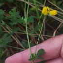 Lotus pedunculatus Cav.Lotus pedunculatus Cav.