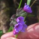 Pulmonaria longifolia (Bastard) BoreauPulmonaria longifolia (Bastard) Boreau