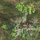 Euphorbia segetalis L.Euphorbia segetalis L.