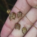 Briza maxima L.Briza maxima L.