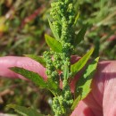 Chenopodium album L.Chenopodium album L.