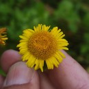 Pulicaria dysenterica (L.) Bernh.Pulicaria dysenterica (L.) Bernh.
