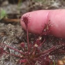 Drosera intermedia HayneDrosera intermedia Hayne