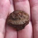 Eucalyptus globulus Labill.Eucalyptus globulus Labill.