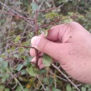 Pyrus cordata Desv.Pyrus cordata Desv.