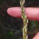 Arrhenatherum longifolium (Thore) DulacArrhenatherum longifolium (Thore) Dulac