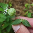 Silene sp. L.Silene sp. L.