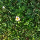 Bellis perennis L.Bellis perennis L.