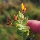 Hypericum elodes L.Hypericum elodes L.