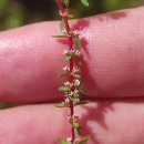Illecebrum verticillatum L.Illecebrum verticillatum L.