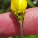 Ranunculus bulbosus  L.Ranunculus bulbosus  L.