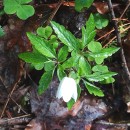 Anemone nemorosa L.Anemone nemorosa L.