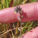 Myosotis discolor Pers. subsp. discolorMyosotis discolor Pers. subsp. discolor