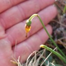 Narcissus cyclamineus DC.Narcissus cyclamineus DC.