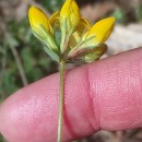 Lotus corniculatus L.Lotus corniculatus L.