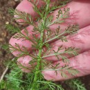 Achillea millefolium L.Achillea millefolium L.