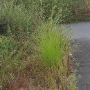 Cortaderia selloana (Schult. & Schult. fil) Asch. & Graebn.Cortaderia selloana (Schult. & Schult. fil) Asch. & Graebn.