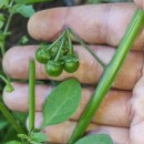 Solanum nigrum L.Solanum nigrum L.