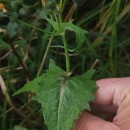 Sonchus oleraceus L.Sonchus oleraceus L.