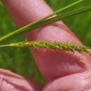 Carex laevigata Sm.Carex laevigata Sm.