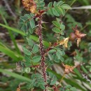 Rosa spinosissima L.Rosa spinosissima L.