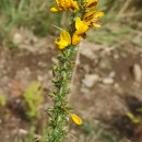 Ulex gallii Panch. subsp. breoganii (Castrov. & Valdés Berm.) Rivas Mart., T.E. Díaz, Fern. Prieto, Loidi & PenasUlex gallii Panch. subsp. breoganii (Castrov. & Valdés Berm.) Rivas Mart., T.E. Díaz, Fern. Prieto, Loidi & Penas