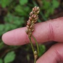 Persicaria maculosa GrayPersicaria maculosa Gray