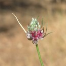 Allium vineale L.Allium vineale L.