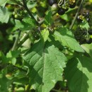 Solanum nigrum L.Solanum nigrum L.