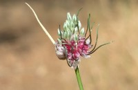 Allium vineale L.Allium vineale L.