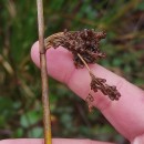 Juncus effusus L.Juncus effusus L.