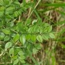 Ruscus aculeatus L.Ruscus aculeatus L.