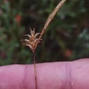 Carex durieui Steud. ex KunzeCarex durieui Steud. ex Kunze
