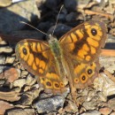 Lasiommata megera (Linnaeus, 1767)Lasiommata megera (Linnaeus, 1767)