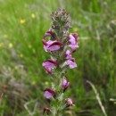 Pedicularis mixta Gren. & Godr.Pedicularis mixta Gren. & Godr.