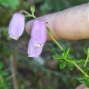 Daboecia cantabrica (Huds.) C. KochDaboecia cantabrica (Huds.) C. Koch