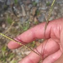Paspalum dilatatum Poir.Paspalum dilatatum Poir.