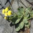 Crepis novoana S. Ortiz, Soñora & Rodr. OubiñaCrepis novoana S. Ortiz, Soñora & Rodr. Oubiña