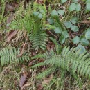 Dryopteris filix-mas (L.) SchottDryopteris filix-mas (L.) Schott