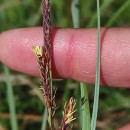 Carex flacca Schreb. subsp. erythrostachys (Hoppe) HolubCarex flacca Schreb. subsp. erythrostachys (Hoppe) Holub