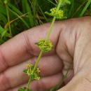 Cruciata glabra (L.) Ehrend. subsp. hirticaulis (Beck) Natali & JeanmCruciata glabra (L.) Ehrend. subsp. hirticaulis (Beck) Natali & Jeanm