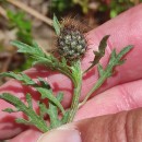 Centaurea corcubionensis M. LaínzCentaurea corcubionensis M. Laínz