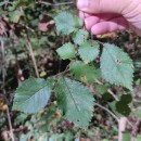 Ulmus glabra Huds.Ulmus glabra Huds.
