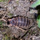 Lampyris noctiluca (Linnaeus, 1767)Lampyris noctiluca (Linnaeus, 1767)