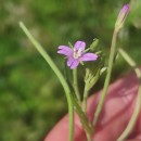 Epilobium obscurum Schreb.Epilobium obscurum Schreb.