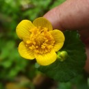 Caltha palustris L.Caltha palustris L.